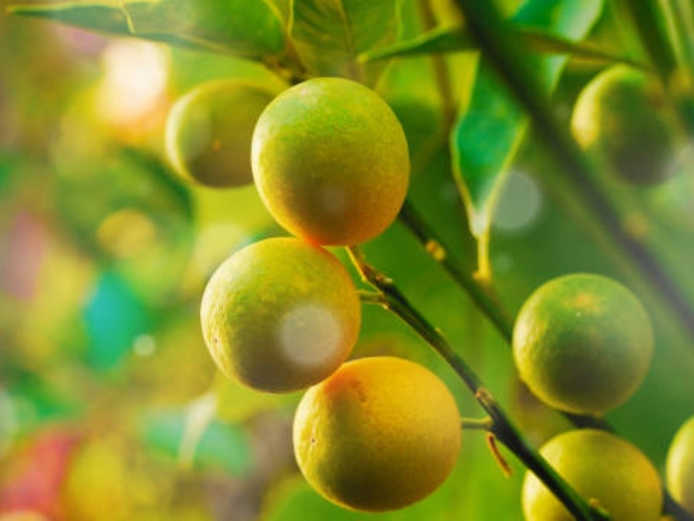 Ý nghĩa cây quất ngày Tết cổ truyền